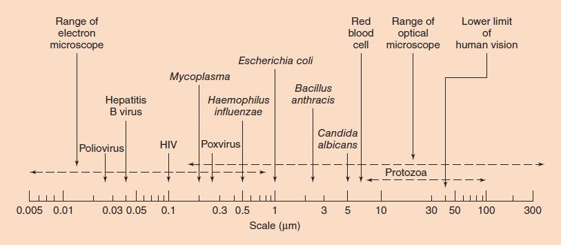 bacteria sizes