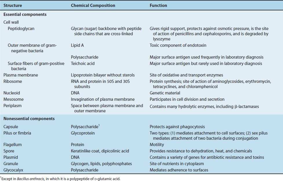 bacterial cell diagram and functions