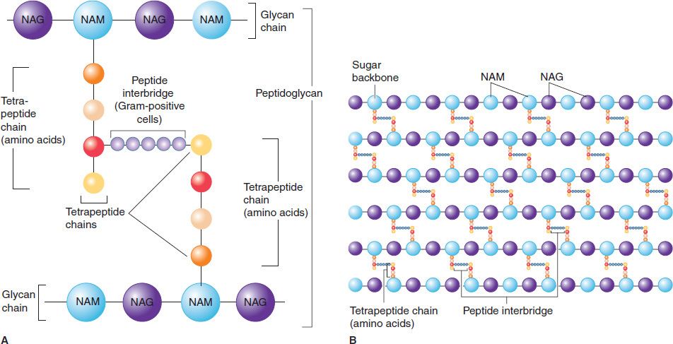 Structure of Bacterial Cells | Basicmedical Key