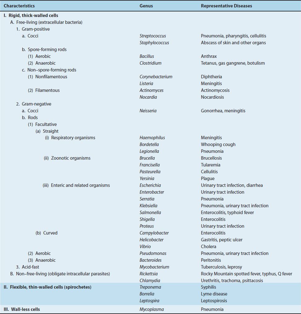 Classification of Medically Important Bacteria Basicmedical Key