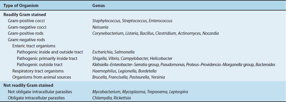 anaerobic gram negative cocci