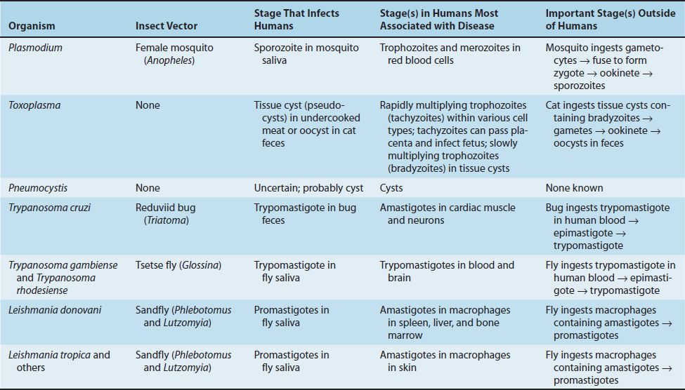 disease causing protozoa