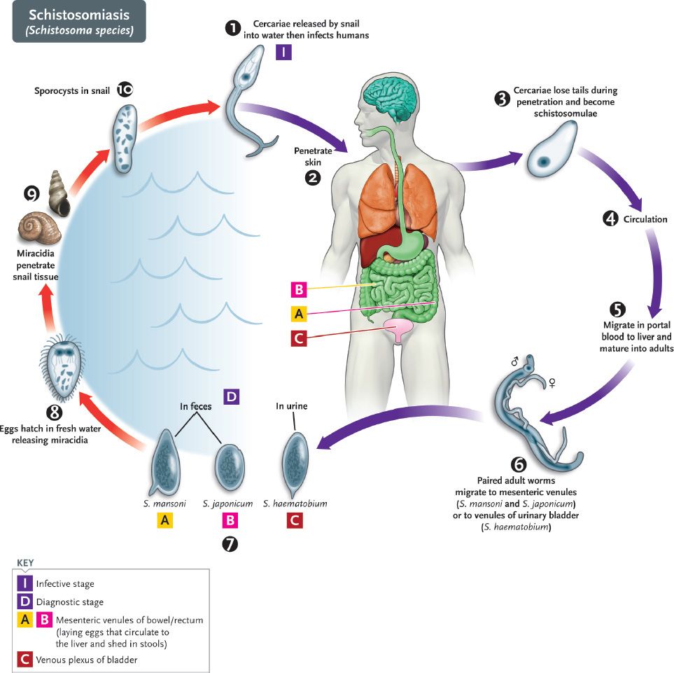 trematode és féregfejlődési ciklus)