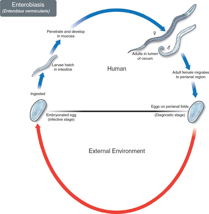 Жизненный цикл энтеробиоз схема