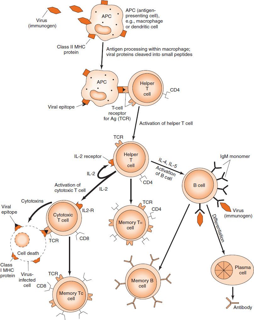 antibody mediated immunity