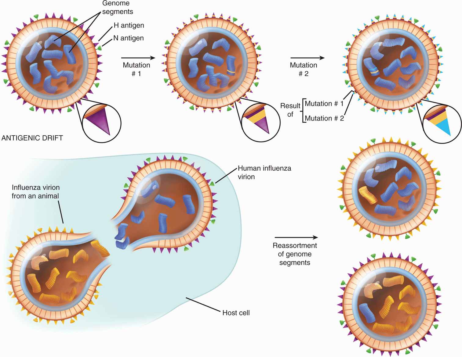 antigenic shift