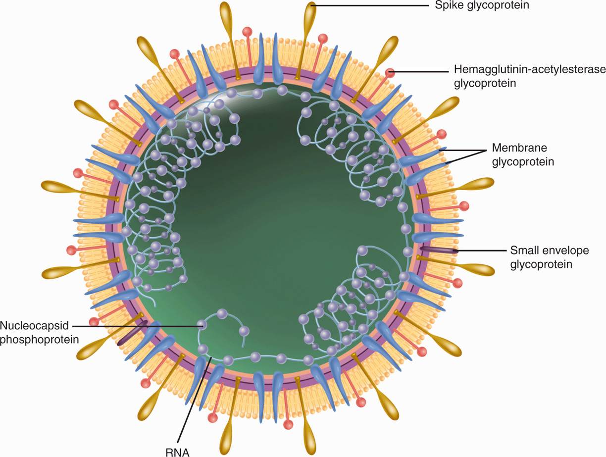 Коронавирус действующее. Коронавирус строение вируса. Коронавирус схема строения вируса. Строение вируса коронавируса Covid 19. Коронавирус 19 строение.