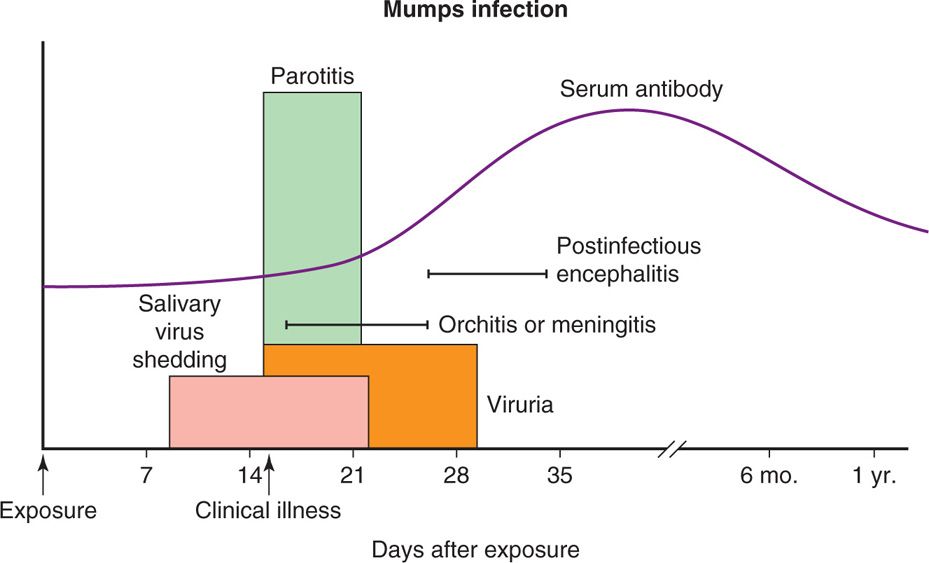 Convalescence Period Of Infection