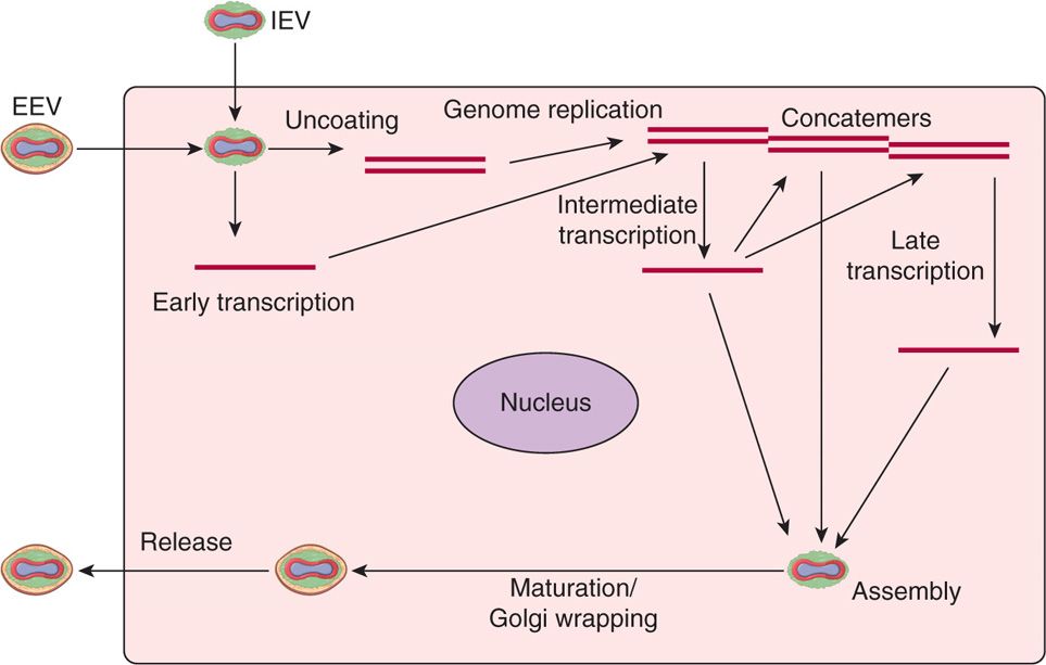 pox virus structure