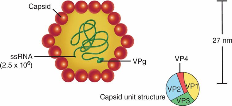 hepatitis a virus