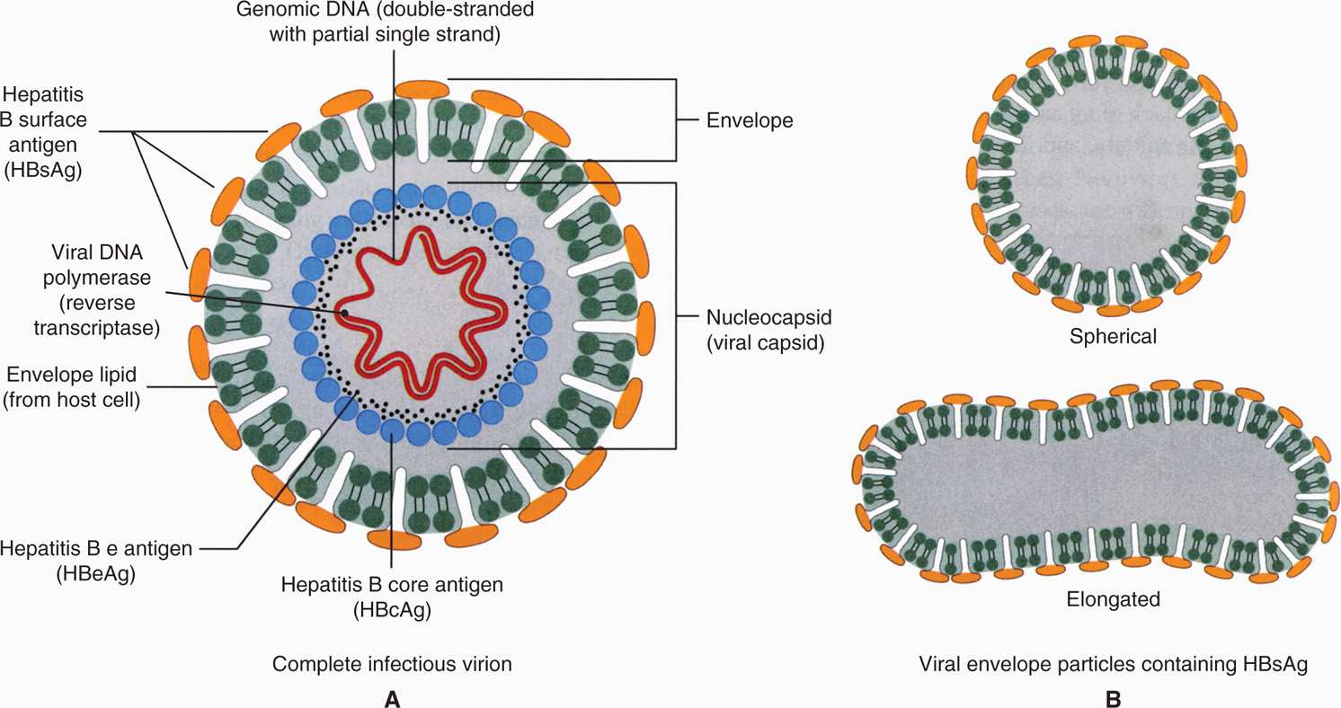 Hbv гепатит. Вирион HBV. Вирион вируса гепатита а. Вирус гепатита в Hepadnaviridae. Частица Дейна вируса гепатита.