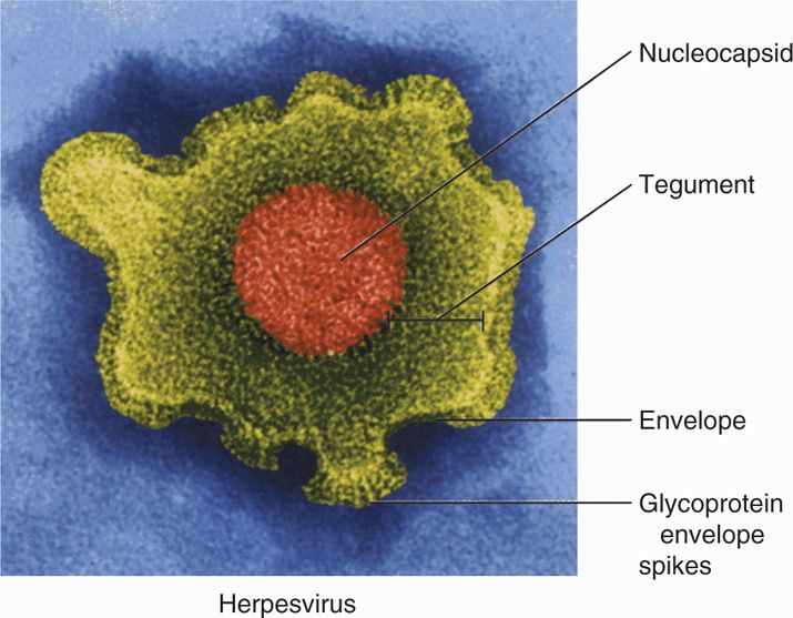 Herpesvirus Structure