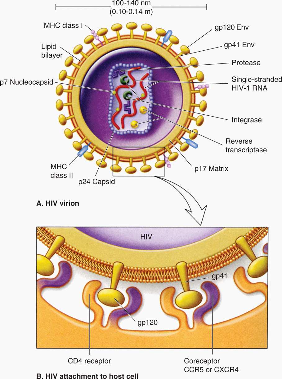 retrovirus diagram