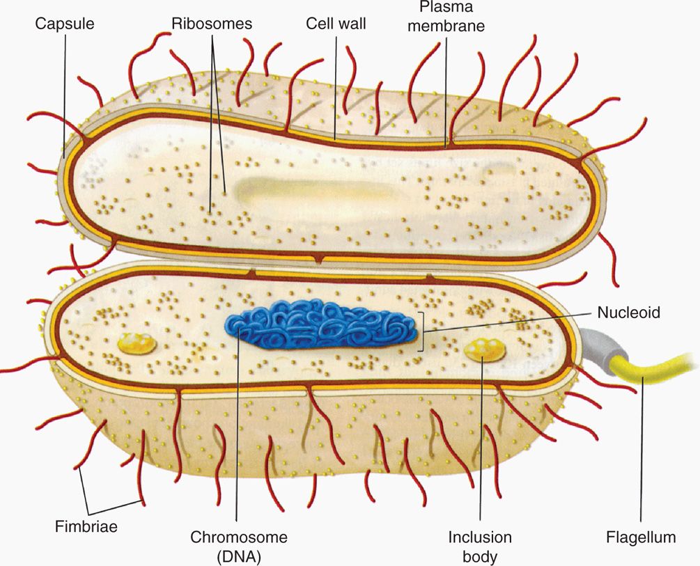 bacterial cell diagram and functions