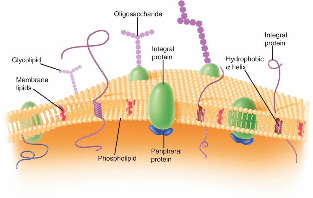 21 Bacteria—Basic Concepts | Basicmedical Key