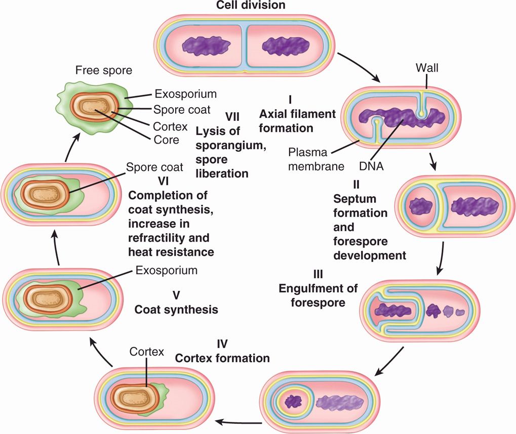 21 Bacteria—Basic Concepts Basicmedical Key