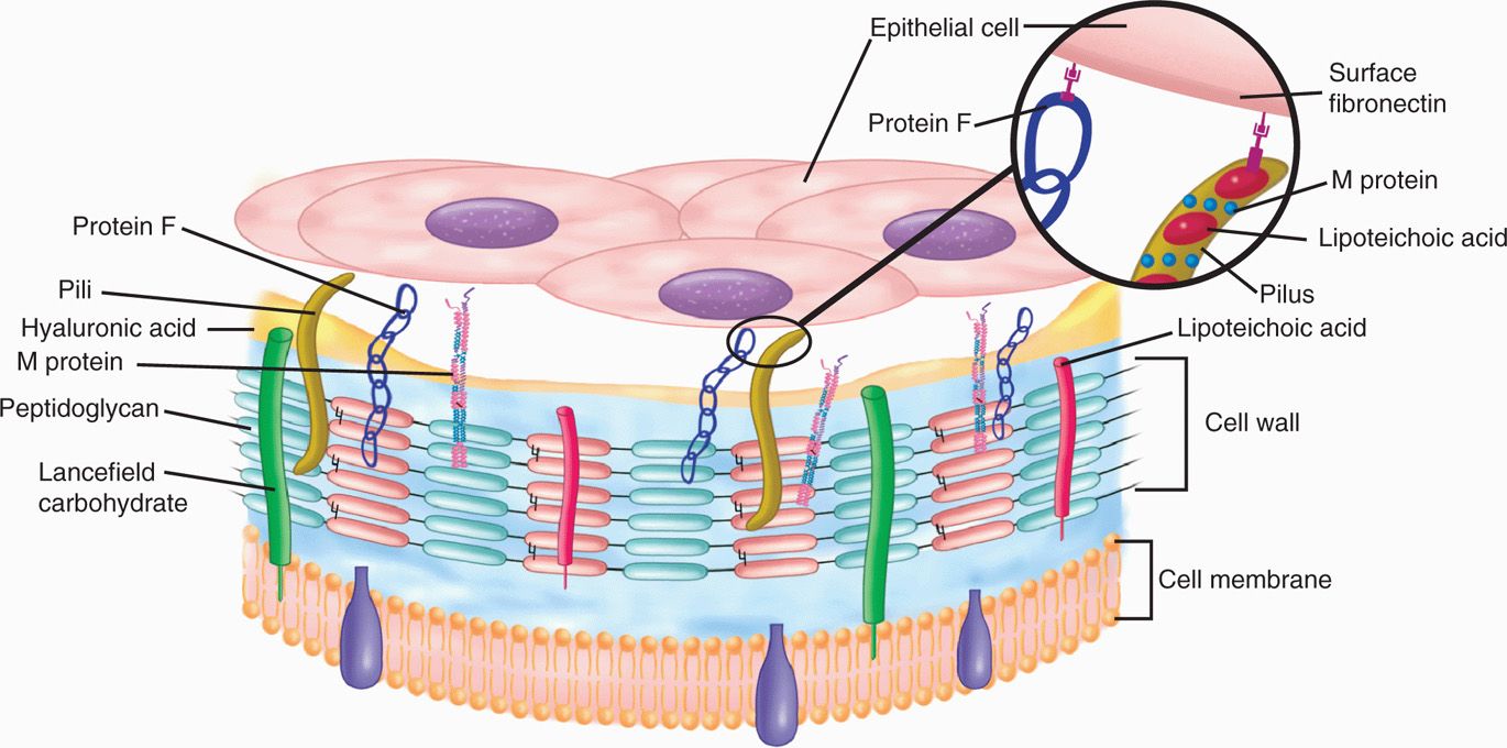 streptococcus pyogenes diagram