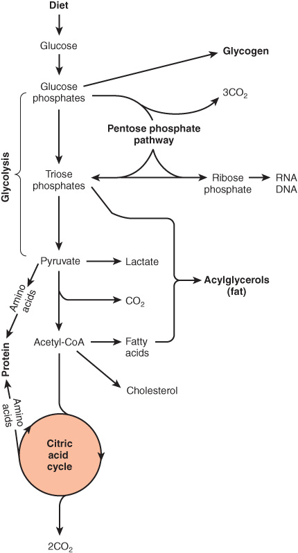 carbohydrate serves as fuel for atp production