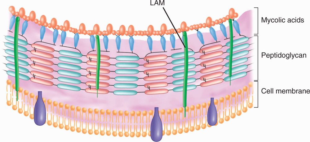 Mycobacterium Cell Wall Structure