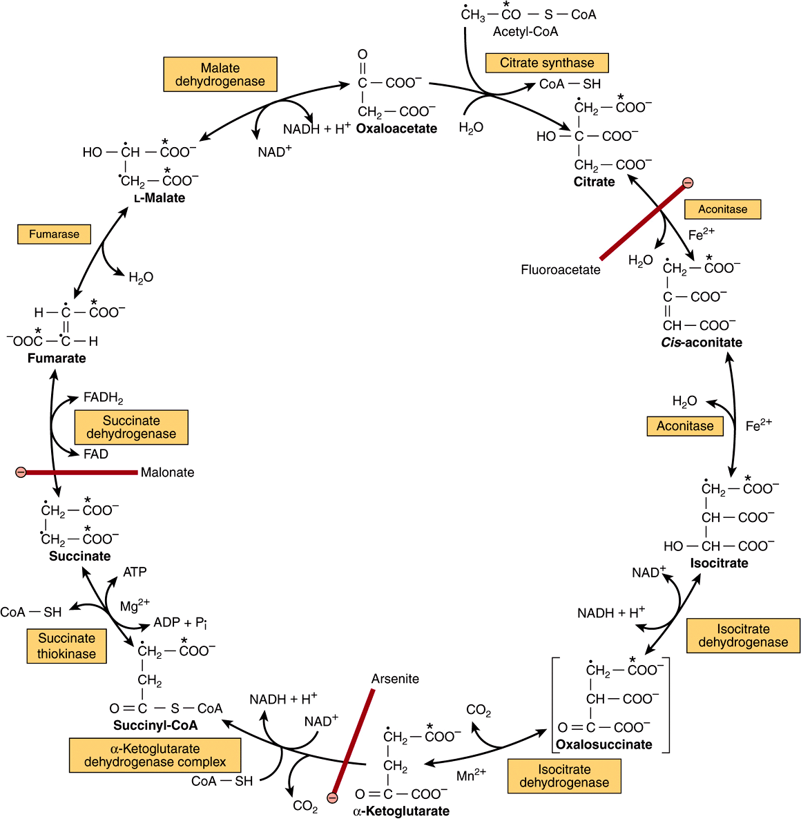 the citric acid cycle of photosynthesis