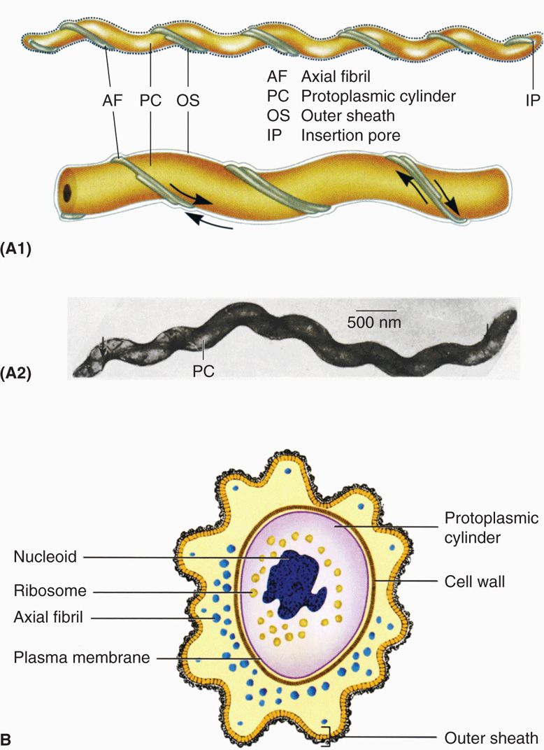 Spirochetes Symptoms