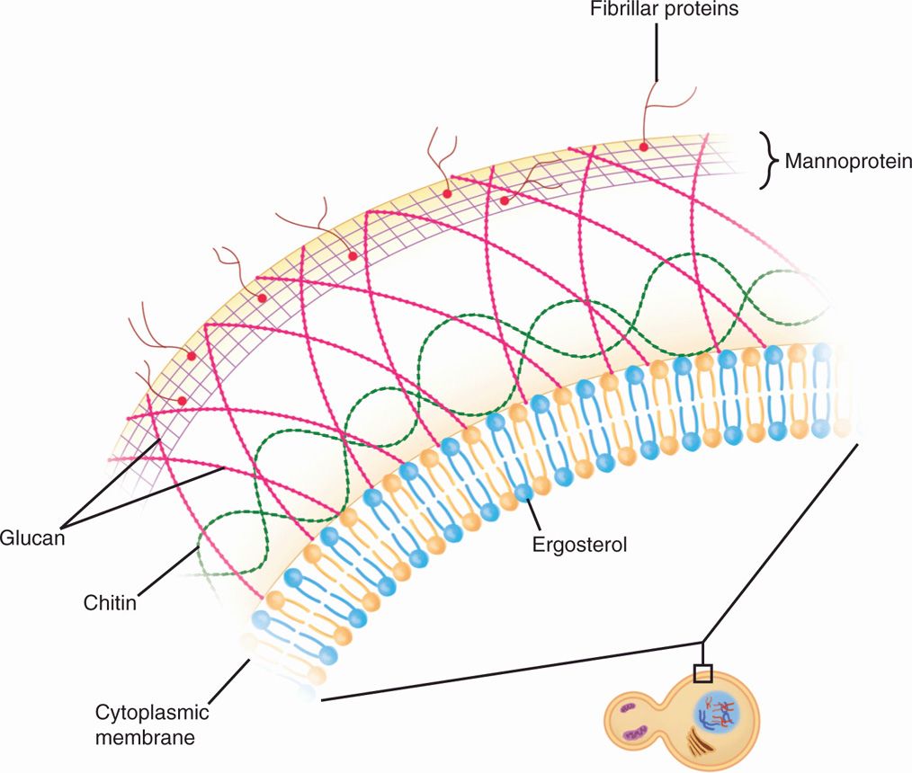 Fungal Cell Wall Structure