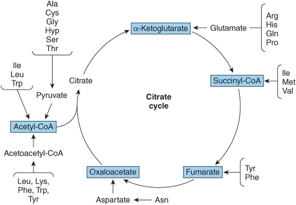 Amino Acid Catabolism