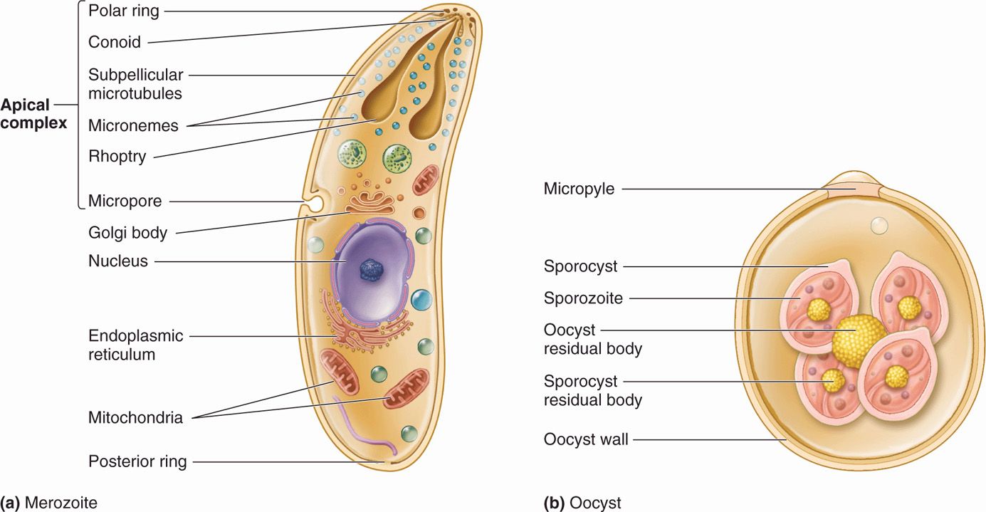 apicomplexans malaria