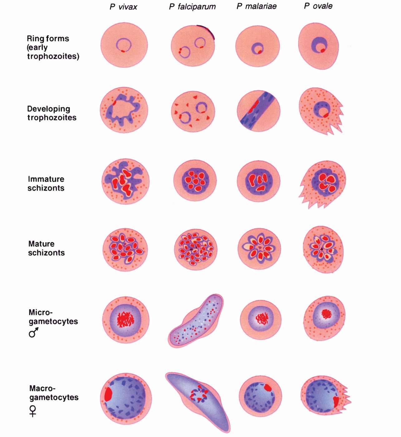 Plasmodium Ovale Stages 4210