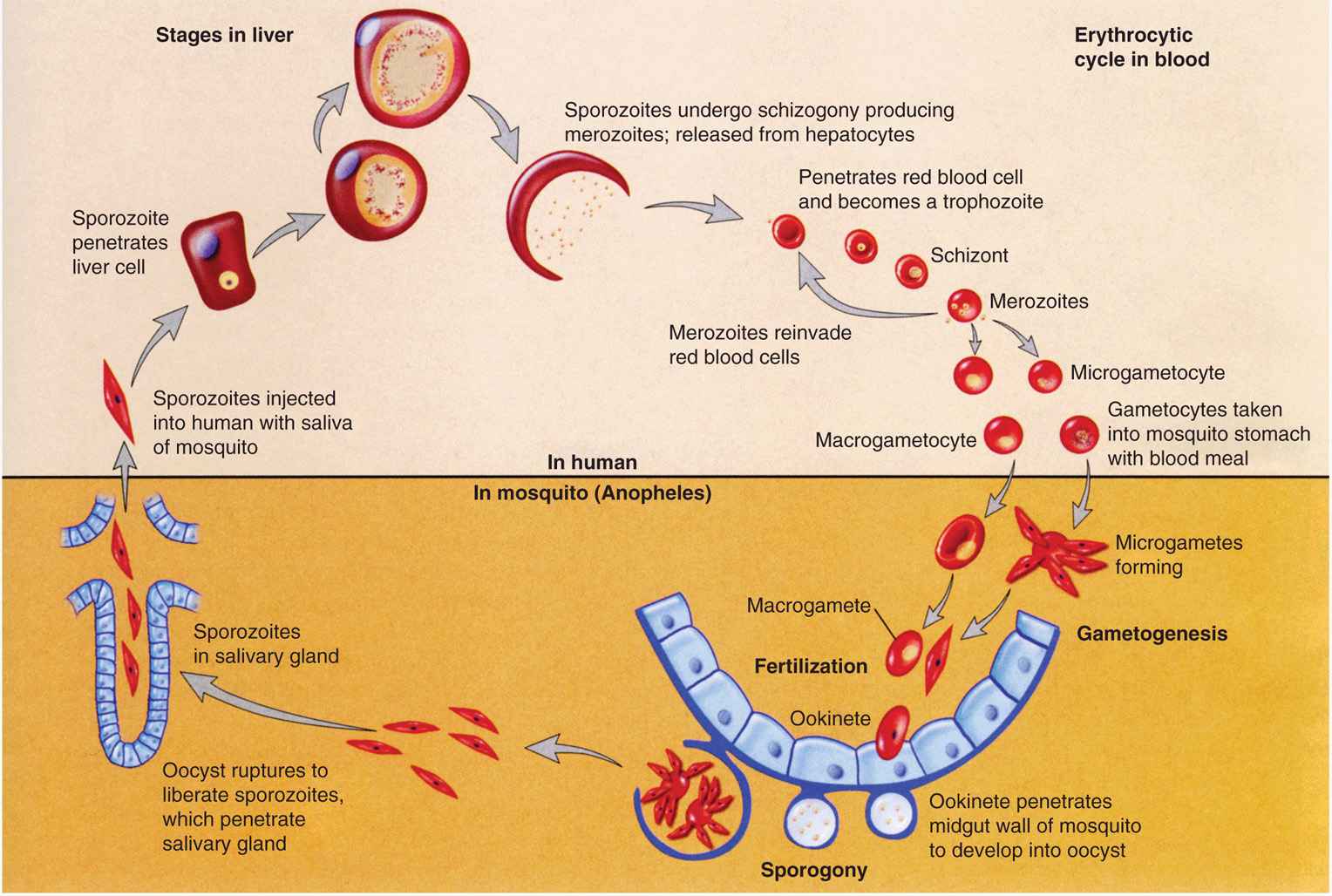 apicomplexans malaria