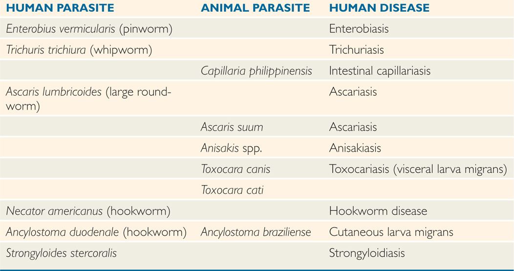 éter paraziták parazita kezelés emberekben tünetek kezelése