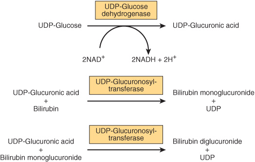 bilirubin conjugation