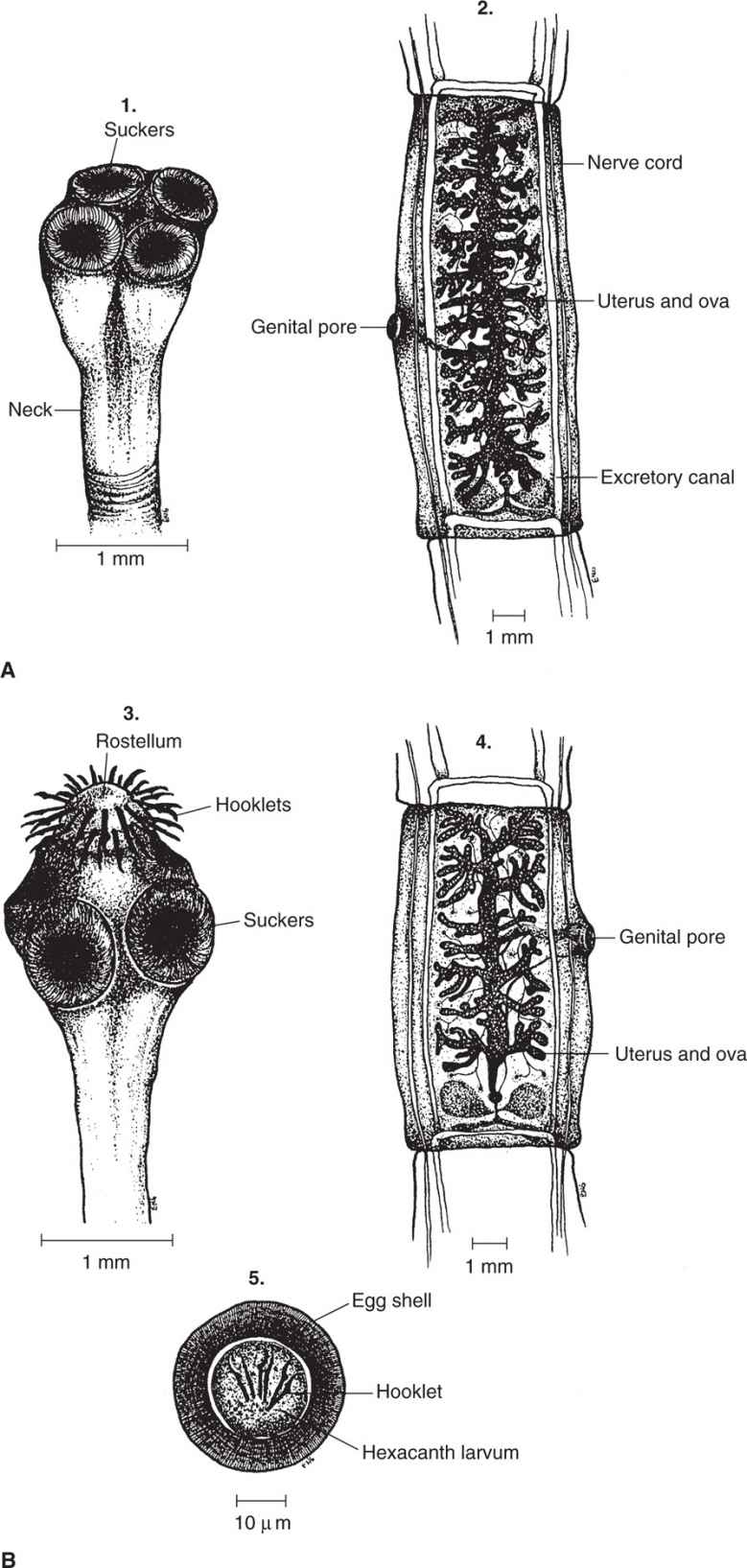 taenia solium scolex parts