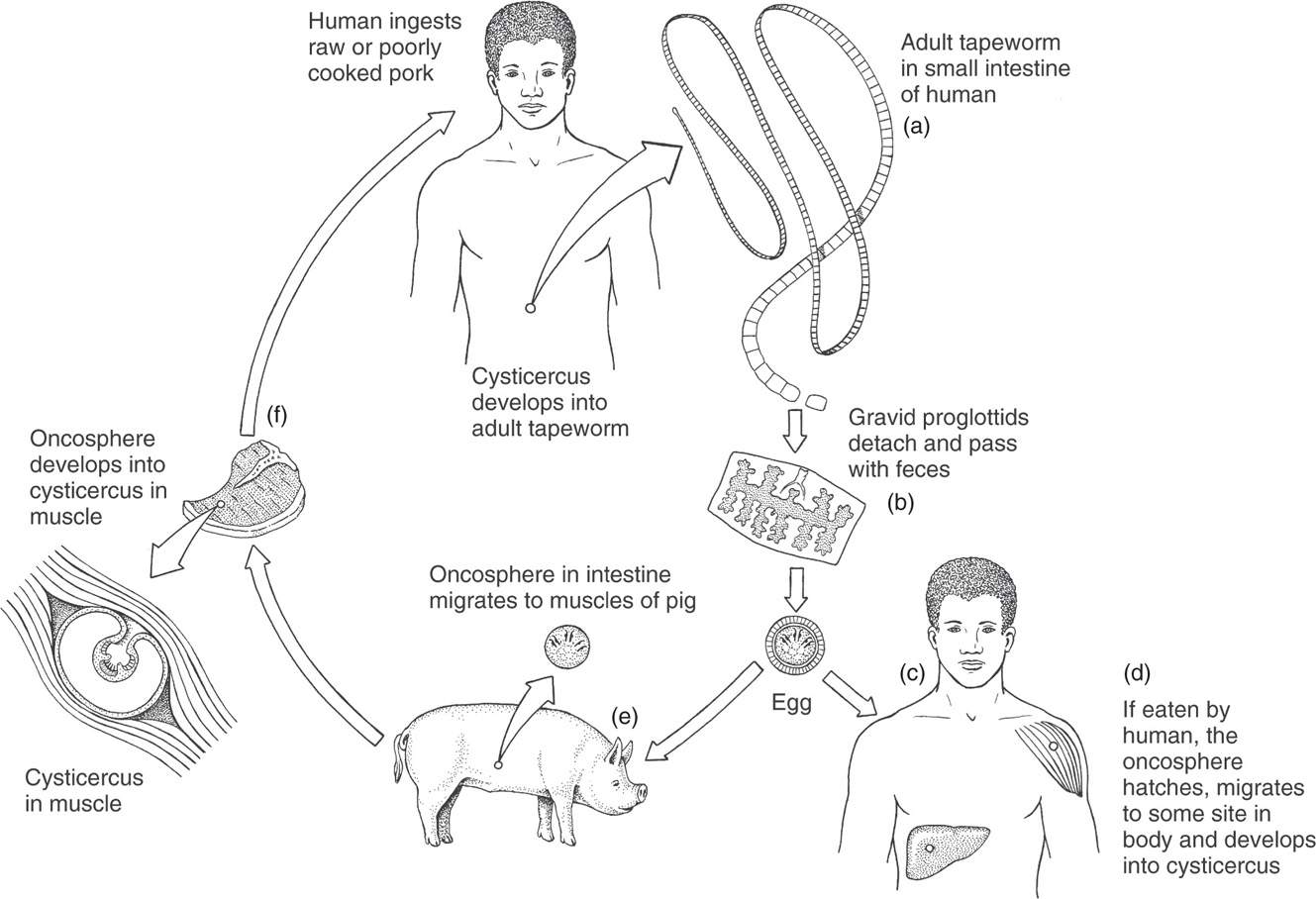 Tapeworm Life Cycle Diagram