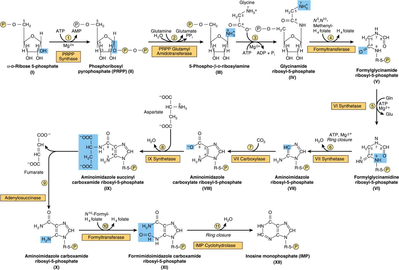 purine and pyrimidine synthesis