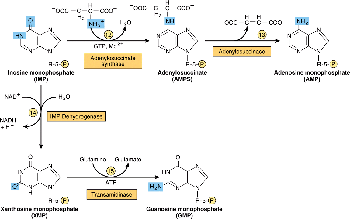 Metabolism Of Purine Pyrimidine Nucleotides Basicmedical Key