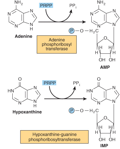 purine and pyrimidine nucleotides