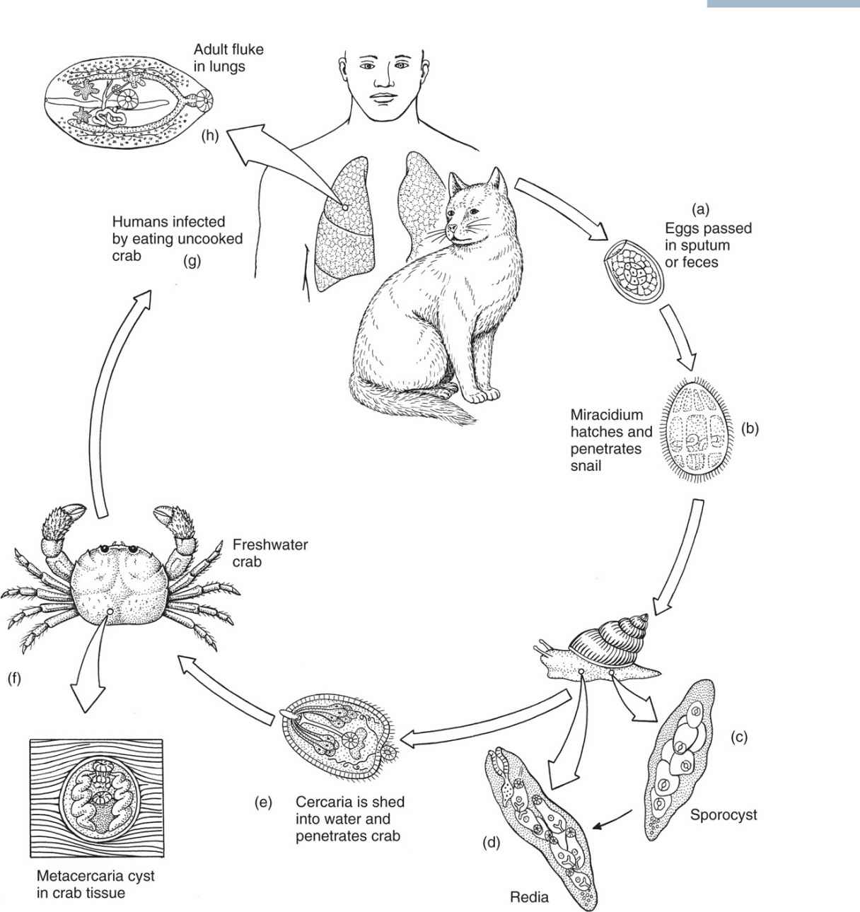 Life Cycle Of Trematodes