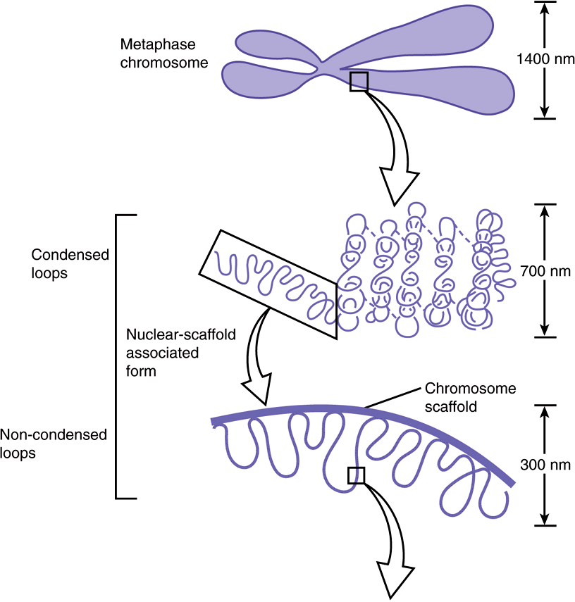 looped domains with protein scaffold