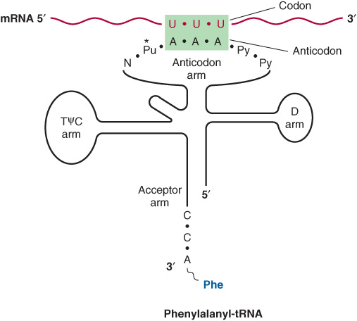 Кодон. Фенилаланин кодон и антикодон. Фенилаланин ТРНК. Кодон как выглядит.