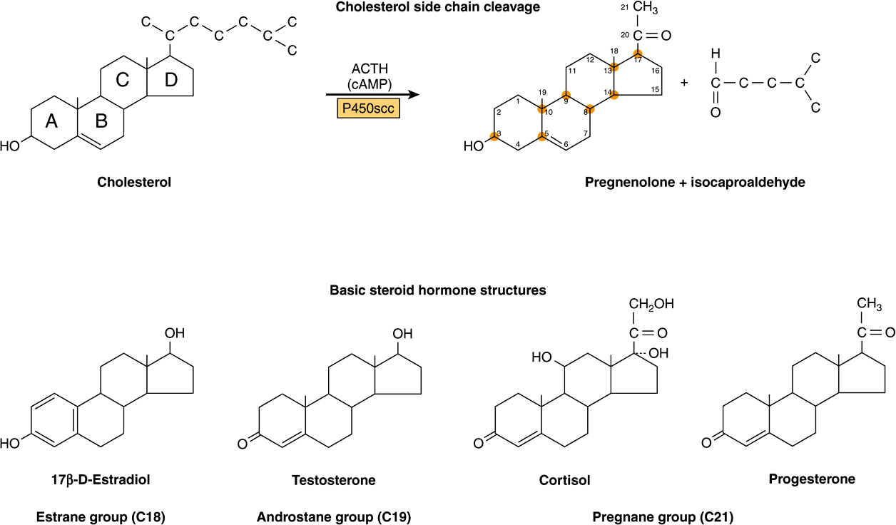 Холестерин 3. Стероидные гормоны формулы. Синтез стероидных гормонов. Стероидные гормоны биохимия. Холестерол в Прегненолон.