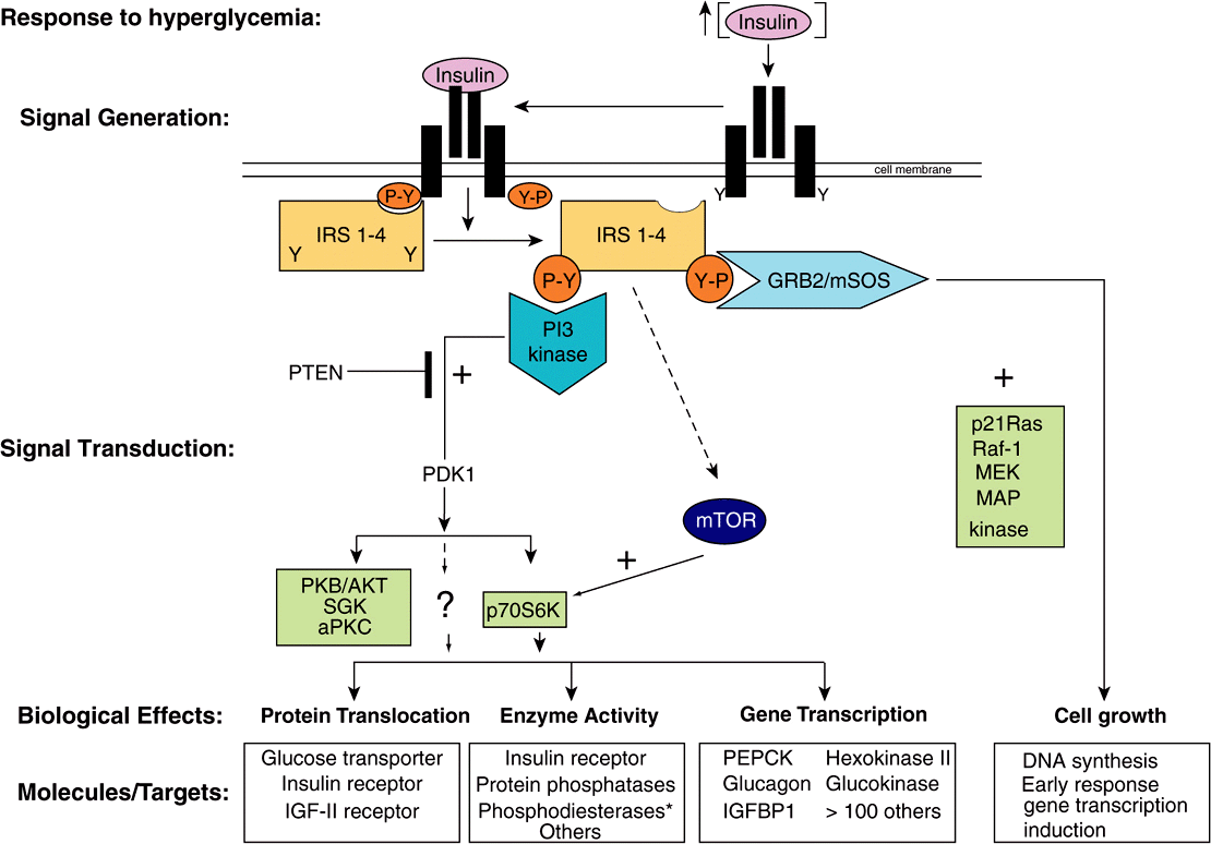 signaling pathways of endocrine hormones