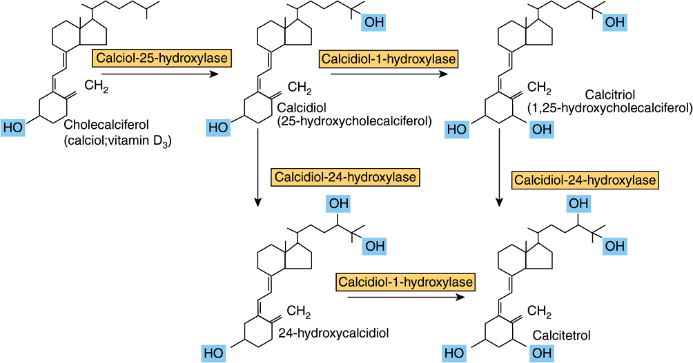 Биосинтез витаминов. Схема синтеза кальцитриола из витамина д3. Механизм кальцитриола. Кальцитриол схема синтеза. Синтез витамина д2.