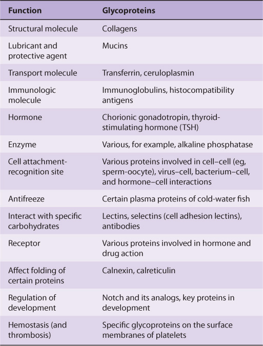 Glycoproteins Basicmedical Key