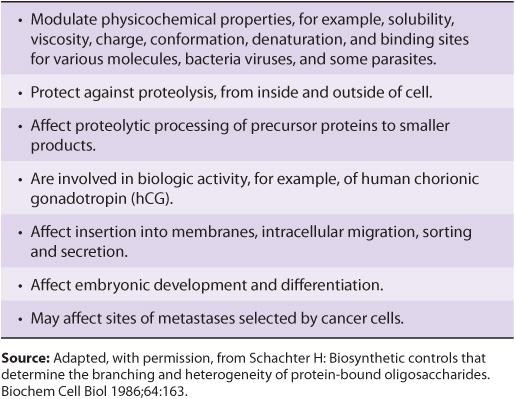 Glycoproteins Basicmedical Key