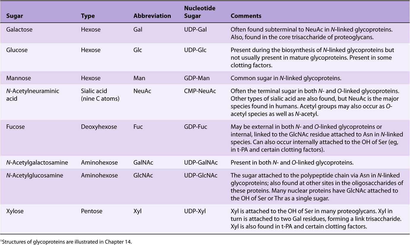 Glycoproteins Basicmedical Key