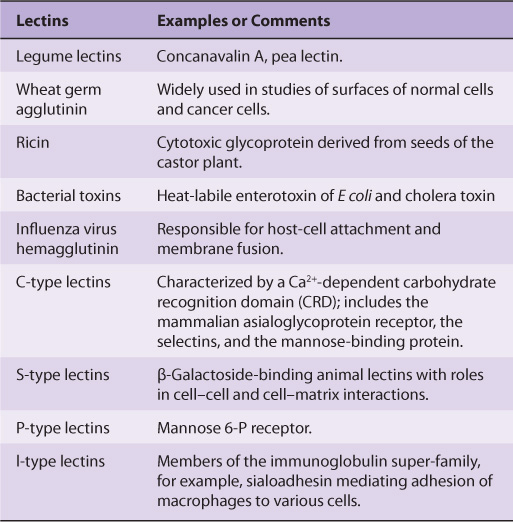 Glycoproteins Basicmedical Key