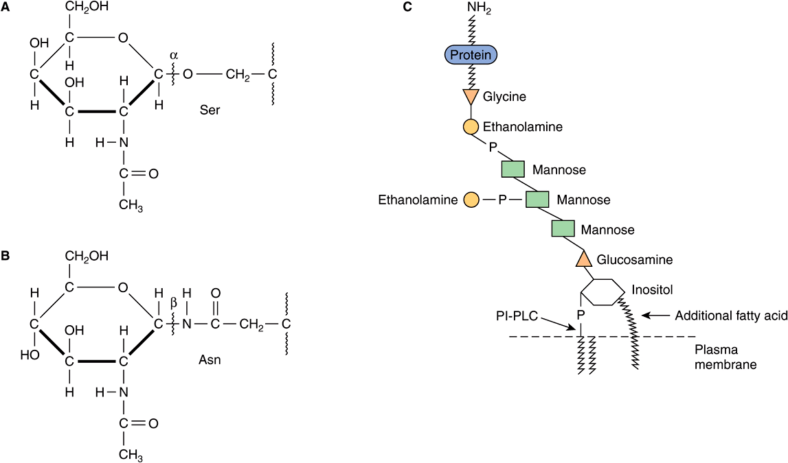 Glycoproteins Definition, Function Examples Video Lesson, 59% OFF