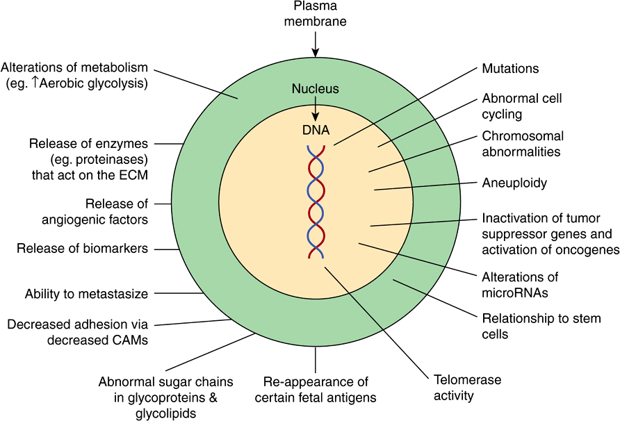 Cancer: An Overview | Basicmedical Key