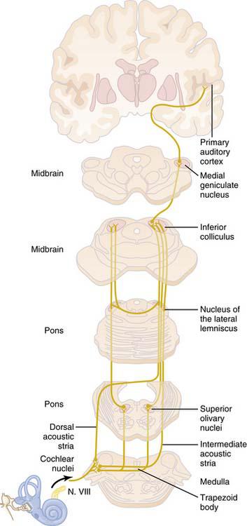 10: The Nervous System: B. The Special Senses | Basicmedical Key